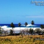 Tres Palmas – Surfing Wallpaper