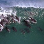 Surfing Dolphins!