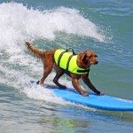 Ricochet, The PAWsome Surfing Dog