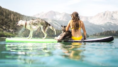 woman in yellow tank top sitting on water with white and black dog during daytime