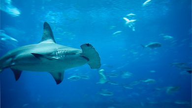 hammerhead shark swimming