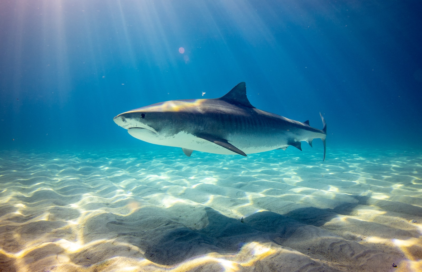 A monster great white shark could be heading toward Texas