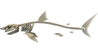 how many bones does a shark have - great white shark skeleton