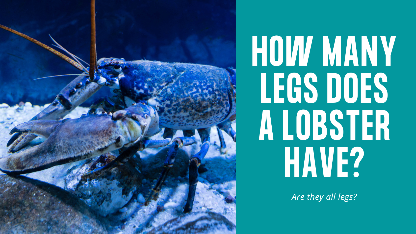 How Many Legs Does a Lobster Have? The Surfing Handbook